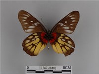 豔粉蝶藏品圖，第2張