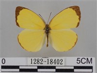 亮色黃蝶藏品圖，第1張