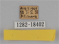 亮色黃蝶藏品圖，第3張