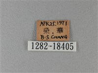 殘眉線蛺蝶藏品圖，第3張