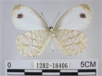 纖粉蝶藏品圖，第2張