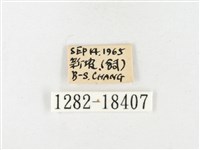 島嶼黃蝶、江崎黃蝶藏品圖，第3張