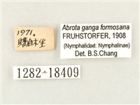 瑙蛺蝶藏品圖，第3張