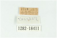 巒大鋸灰蝶藏品圖，第3張