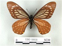 黃星斑鳳蝶藏品圖，第2張