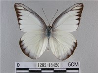 異色尖粉蝶藏品圖，第1張