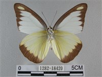 異色尖粉蝶藏品圖，第2張