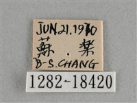 異色尖粉蝶藏品圖，第3張