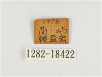 端紫幻蛺蝶藏品圖，第3張
