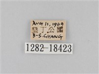 雙標紫斑蝶藏品圖，第3張
