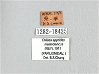 黃星斑鳳蝶藏品圖，第3張