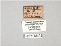 寬帶青鳳蝶藏品圖，第3張