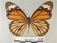 黑脈樺斑蝶藏品圖，第2張