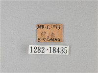 黑脈樺斑蝶藏品圖，第3張