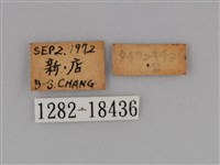 亮色黃蝶藏品圖，第3張