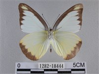 異色尖粉蝶藏品圖，第2張