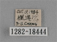 異色尖粉蝶藏品圖，第3張