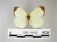 荷氏黃蝶藏品圖，第1張