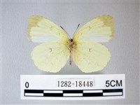 荷氏黃蝶藏品圖，第2張