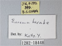 荷氏黃蝶藏品圖，第3張