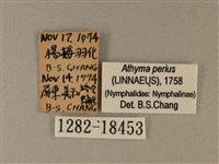 玄珠帶蛺蝶藏品圖，第3張