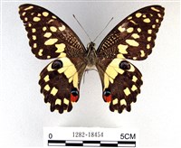 花鳳蝶、無尾鳳蝶藏品圖，第1張