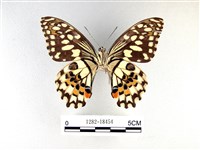 花鳳蝶、無尾鳳蝶藏品圖，第2張