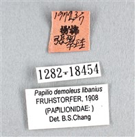 花鳳蝶、無尾鳳蝶藏品圖，第3張