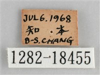細帶環蛺蝶藏品圖，第3張