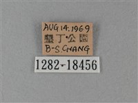 大白斑蝶藏品圖，第3張