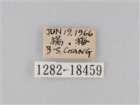 豆環蛺蝶藏品圖，第3張