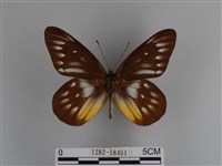 豔粉蝶藏品圖，第1張