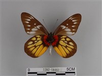 豔粉蝶藏品圖，第2張