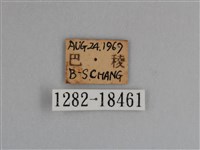 豔粉蝶藏品圖，第3張