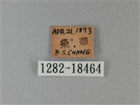 殘眉線蛺蝶藏品圖，第3張