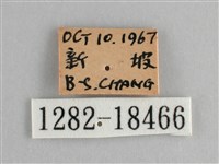 小紅蛺蝶藏品圖，第3張