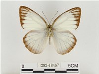 淡褐脈粉蝶藏品圖，第1張