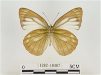 淡褐脈粉蝶藏品圖，第2張