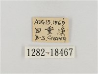 淡褐脈粉蝶藏品圖，第3張