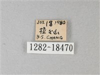 殘眉線蛺蝶藏品圖，第3張