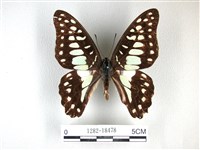 木蘭青鳳蝶藏品圖，第1張