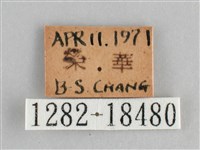 臺灣環蛺蝶藏品圖，第3張