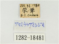 大娜波灰蝶藏品圖，第3張