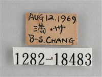 鱗紋眼蛺蝶藏品圖，第3張