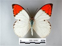 橙端粉蝶、端紅蝶藏品圖，第1張