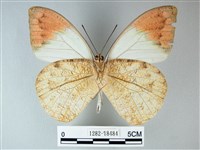 橙端粉蝶、端紅蝶藏品圖，第2張