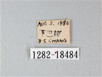 橙端粉蝶、端紅蝶藏品圖，第3張