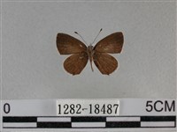 黑星灰蝶藏品圖，第1張