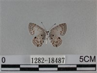 黑星灰蝶藏品圖，第2張