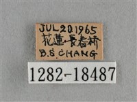 黑星灰蝶藏品圖，第3張